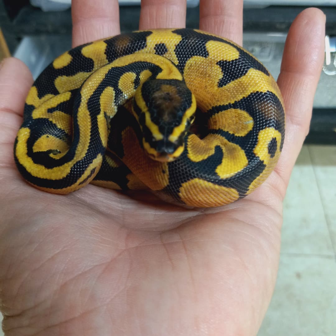 Spinner Blast Ball Python - reptilescritters.com