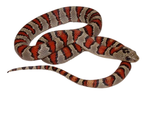 Thayers King Snake For Sale | Buy Thayers King Snake Online